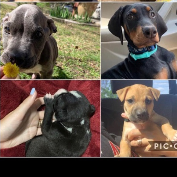 Meet your Posher - Picture 2 of 9